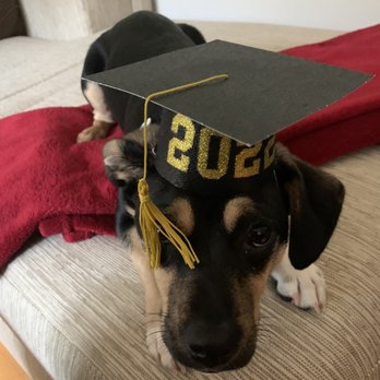 Sit Means Sit Dog Training - Pet Training Near Me - Valhalla, New York