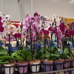 Lowe's Home Improvement - Inside, orchid plants for sale