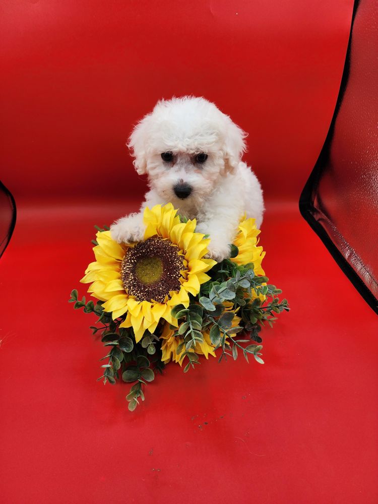 HAVEN KENNEL 14 Photos 3303 Woodstock Ave, Lakeland, Florida Pet