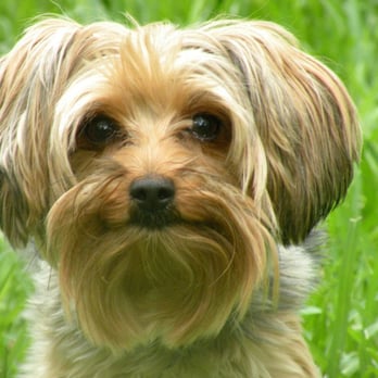 Ace Pet Care - Pet Sitting Near Me - Austin, Texas Ace Pet Care - Pet Sitting Near Me - Austin, Texas