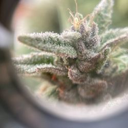 Getting close to harvest