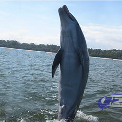 H2o Sports - Dolphin Fun!