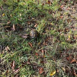 Box turtle