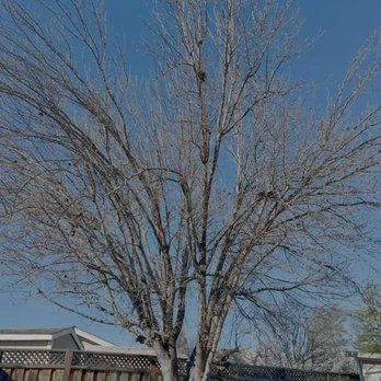Apex Tree Care - Before trimming - Tree Services Near Me Apex Tree Care - Before trimming - Tree Services Near Me