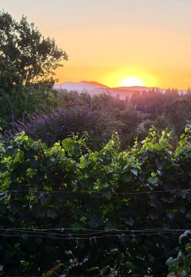 Springhill Cellars Winery (Open May-December) by null