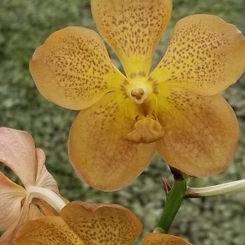 Jade Orchids - Nurseries & Gardening Near Me - Naples, Florida