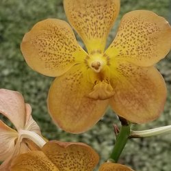 Jade Orchids