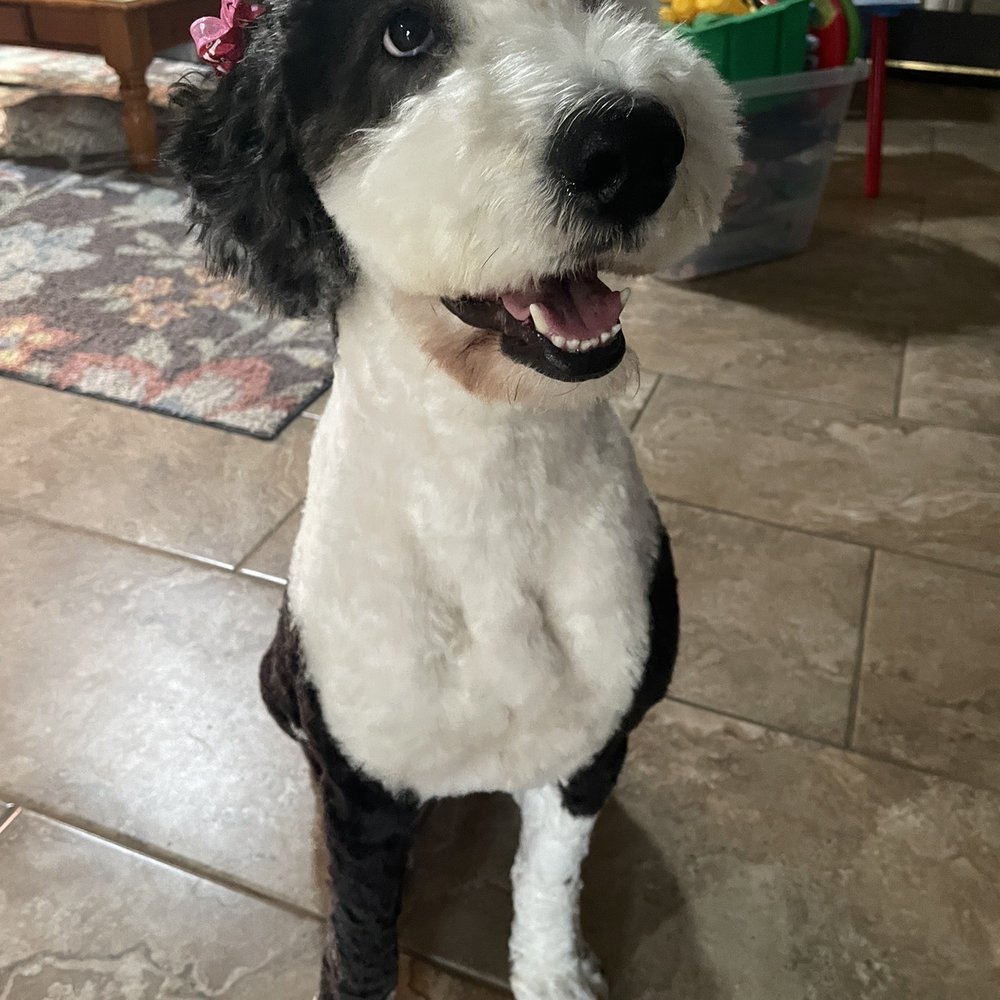 Puppy Face - Pet Groomers Near Me - La Habra, California Puppy Face - Pet Groomers Near Me - La Habra, California