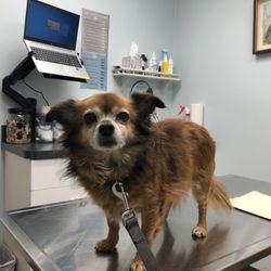 North Haledon Veterinary Care