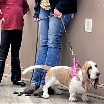 Core Canine - Pet Training Near Me - Alexandria, Virginia Core Canine - Pet Training Near Me - Alexandria, Virginia