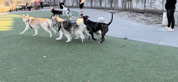 Reed Street Dog Park by null