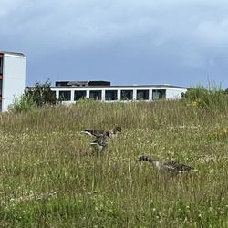 Amager Fælled - Amager Faelled