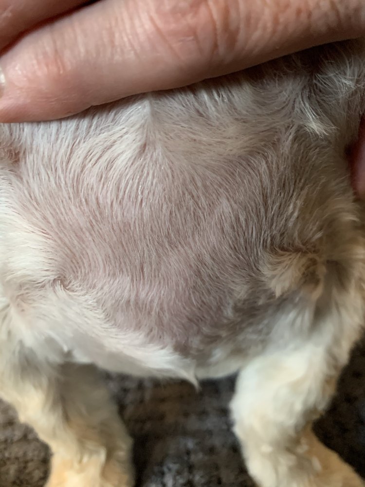 WESTCREEK GROOMING SALON Updated August 2024 14 Photos 1506 S