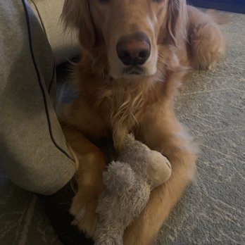 Camp Bow Wow - Our buddy worn out after a day at bow wow. - Pet Sitting Near Me - Fort Worth, Texas