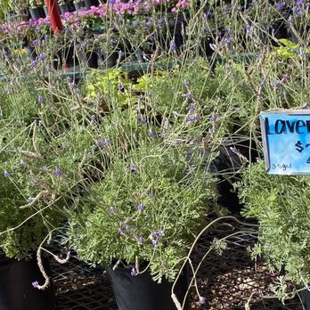 Eastside Discount Nursery - 3-5 gallon Lavender $24.99 - Nurseries & Gardening Near Me - El Paso, Texas