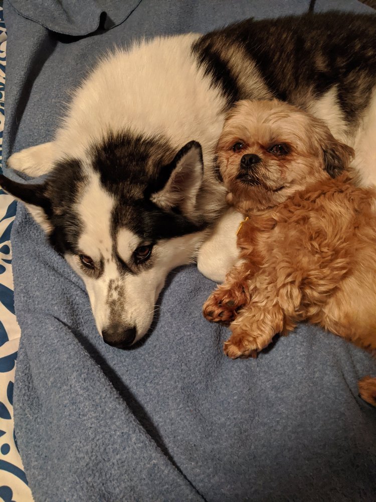 DELMARVA K9 Updated August 2024 4534 Timmons Rd, Pittsville, Maryland Pet Training Phone