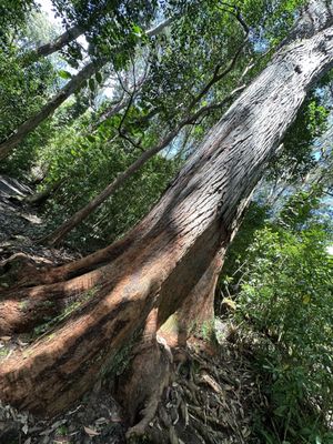Waikamoi Nature Trailhead and Parking Area by null