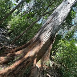 Waikamoi Trail