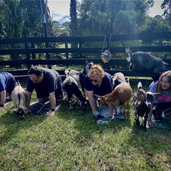 24 Karat Ranch - Goat Yoga, Birthday Party, Unique experiences, Farm Fun at 10-acre ranch