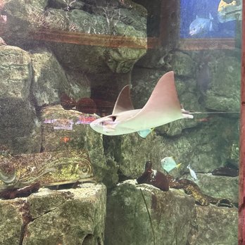 The Forum Shops at Caesars - Beautiful fun aquarium with plenty of interesting underwater creatures - Shopping Centers Near Me - Las Vegas, Nevada The Forum Shops at Caesars - Beautiful fun aquarium with plenty of interesting underwater creatures - Shopping Centers Near Me - Las Vegas, Nevada