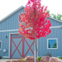 Creekside Tree Nursery - Autumn blaze maple fall color in from of the CreekSide Barn