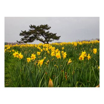 Dunlap Wheeler Park - Parks Near Me - Middletown, Rhode Island