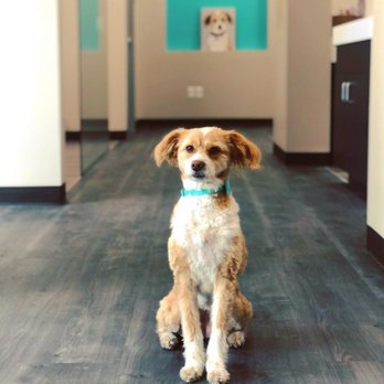 S&C Dental - This is Stella.
Dr. Bri's therapy dog, who will lay with you during your treatment. - General Dentistry Near Me - Scottsdale, Arizona S&C Dental - This is Stella.
Dr. Bri's therapy dog, who will lay with you during your treatment. - General Dentistry Near Me - Scottsdale, Arizona
