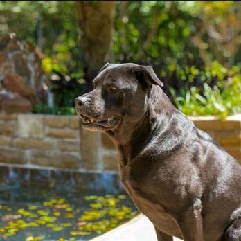 Grand Paws Pet Sitter - Waiting for my Grand Paws Pet Sitter to give me permission to dive in! - Dog Walkers Near Me - Plano, Texas Grand Paws Pet Sitter - Waiting for my Grand Paws Pet Sitter to give me permission to dive in! - Dog Walkers Near Me - Plano, Texas