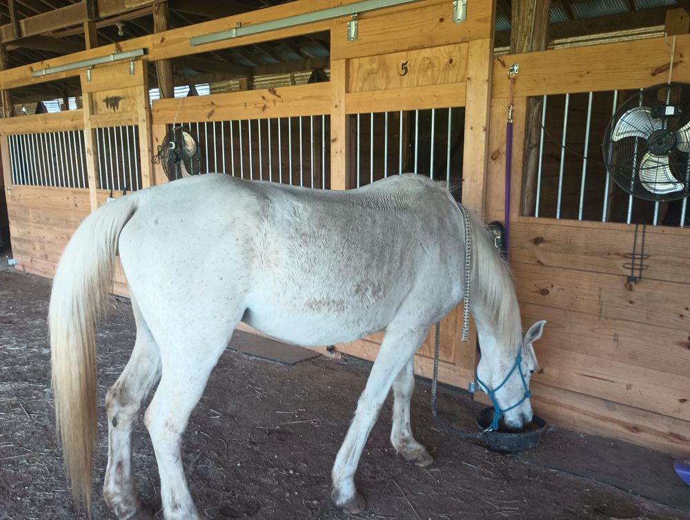 Valhalla Riding Academy - equestrian in De Soto, MO