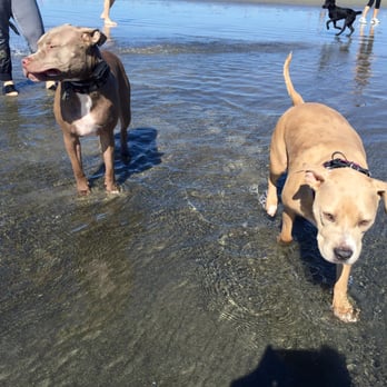 Coronado Dog Beach - Beaches Near Me - Coronado, California Coronado Dog Beach - Beaches Near Me - Coronado, California