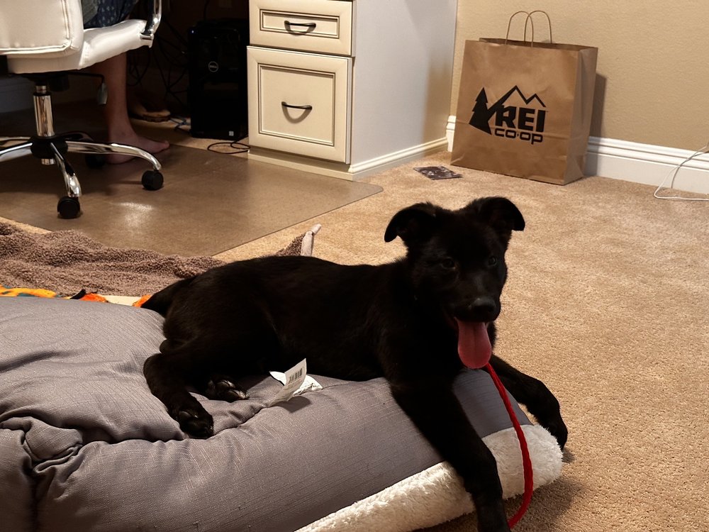 BRADSHAW ANIMAL SHELTER Updated May 2024 285 Photos & 195 Reviews