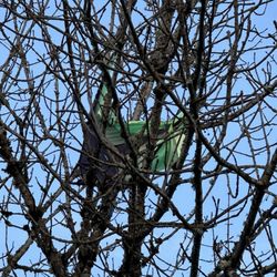 Luther Burbank Park - The kite is a victim.