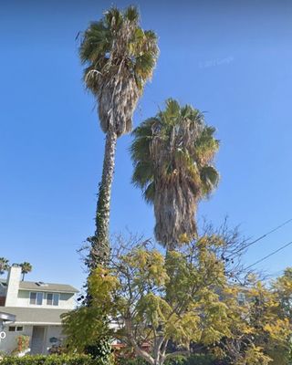 Tree Trimming - We trim all types of trees! Tree Trimming - We trim all types of trees!