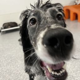 My dog Winnie loving her day at All Paws doggie daycare.