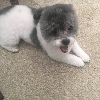 Dawg Gone Good Grooming - Pet Groomers Near Me - Greenacres, Florida