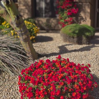 Brandon’s Landscape Services - Bush care - Landscaping Near Me - Glendale, Arizona Brandon’s Landscape Services - Bush care - Landscaping Near Me - Glendale, Arizona