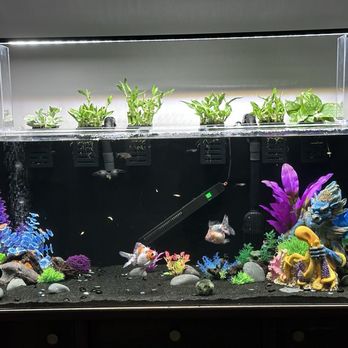 Fish Tanks Direct - Complete - Local Fish Stores Near Me - North Venice, Florida