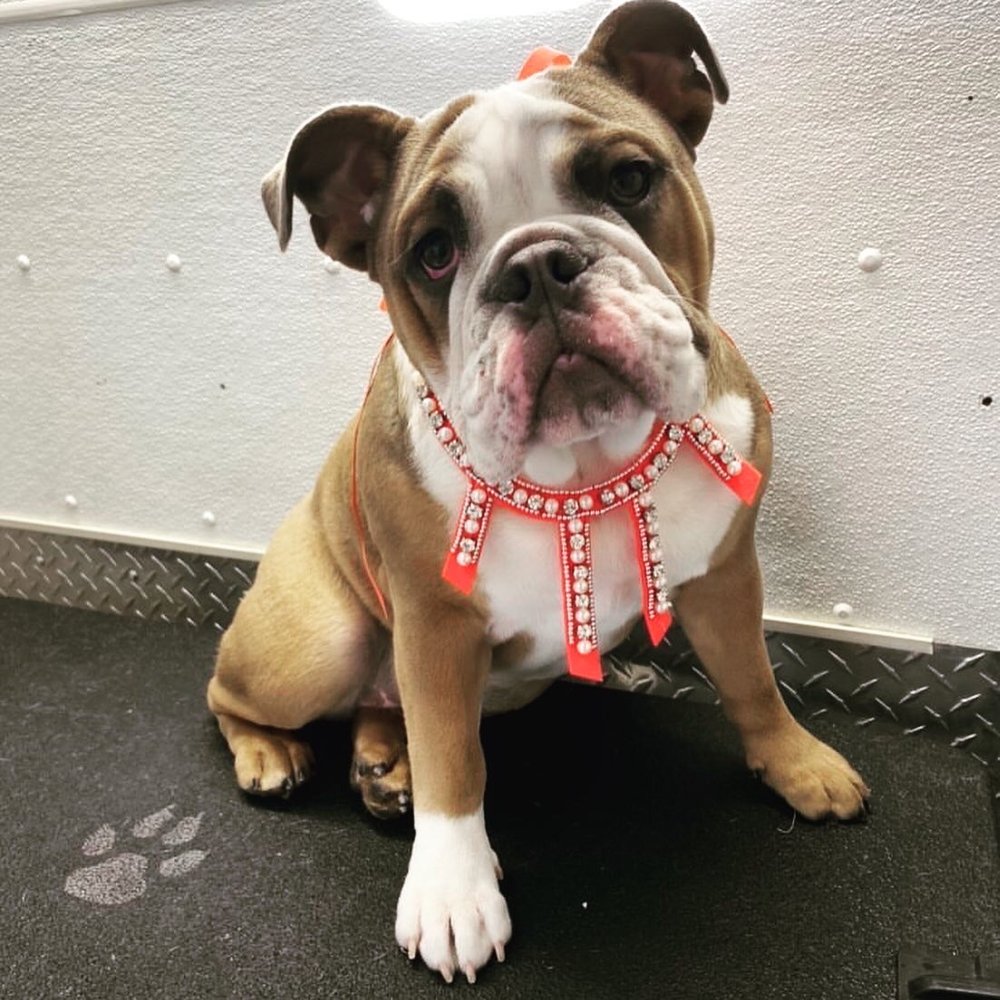 Espino Grooming - Look at me BRENDA left me looking EXTRA BEAUTIFUL! - Pet Groomers Near Me Espino Grooming - Look at me BRENDA left me looking EXTRA BEAUTIFUL! - Pet Groomers Near Me