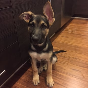 Ahimsa Dog Training - Still a puppy...... but now I'm (14) weeks old! - Pet Training Near Me - Seattle, Washington Ahimsa Dog Training - Still a puppy...... but now I'm (14) weeks old! - Pet Training Near Me - Seattle, Washington
