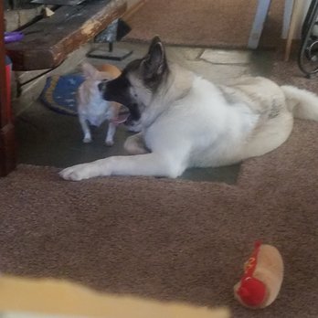 Royalty Akitas - Mia, now 7 mos. old with Cody.❤️ - Pet Stores Near Me - Lincoln, California