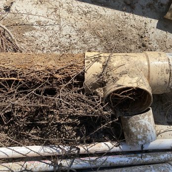Omar Landscaping Service - Drainage pipe filled with palm tree roots - Tree Services Near Me Omar Landscaping Service - Drainage pipe filled with palm tree roots - Tree Services Near Me