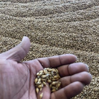 Hillrock Estate Distillery - Grain from the malting room floor - Distilleries Near Me - Ancram, New York