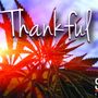 Photo of SoL Cannabis