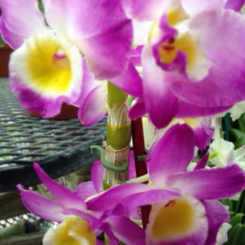 RF Orchids - Wow! - Nurseries & Gardening Near Me - Homestead, Florida RF Orchids - Wow! - Nurseries & Gardening Near Me - Homestead, Florida