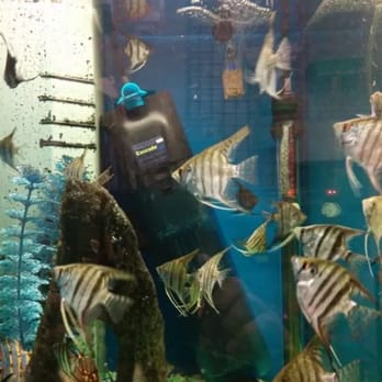 Pet World - Different fishes, colors and sizes - Pet Groomers Near Me - Anaheim, California