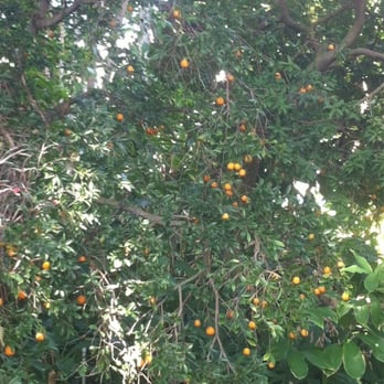 Foster Botanical Garden - Kumquat tree - Botanical Gardens Near Me - Honolulu, Hawaii Foster Botanical Garden - Kumquat tree - Botanical Gardens Near Me - Honolulu, Hawaii