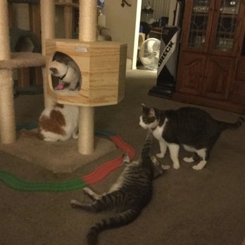Ally McPets - Pet Sitting Near Me - Torrance, California