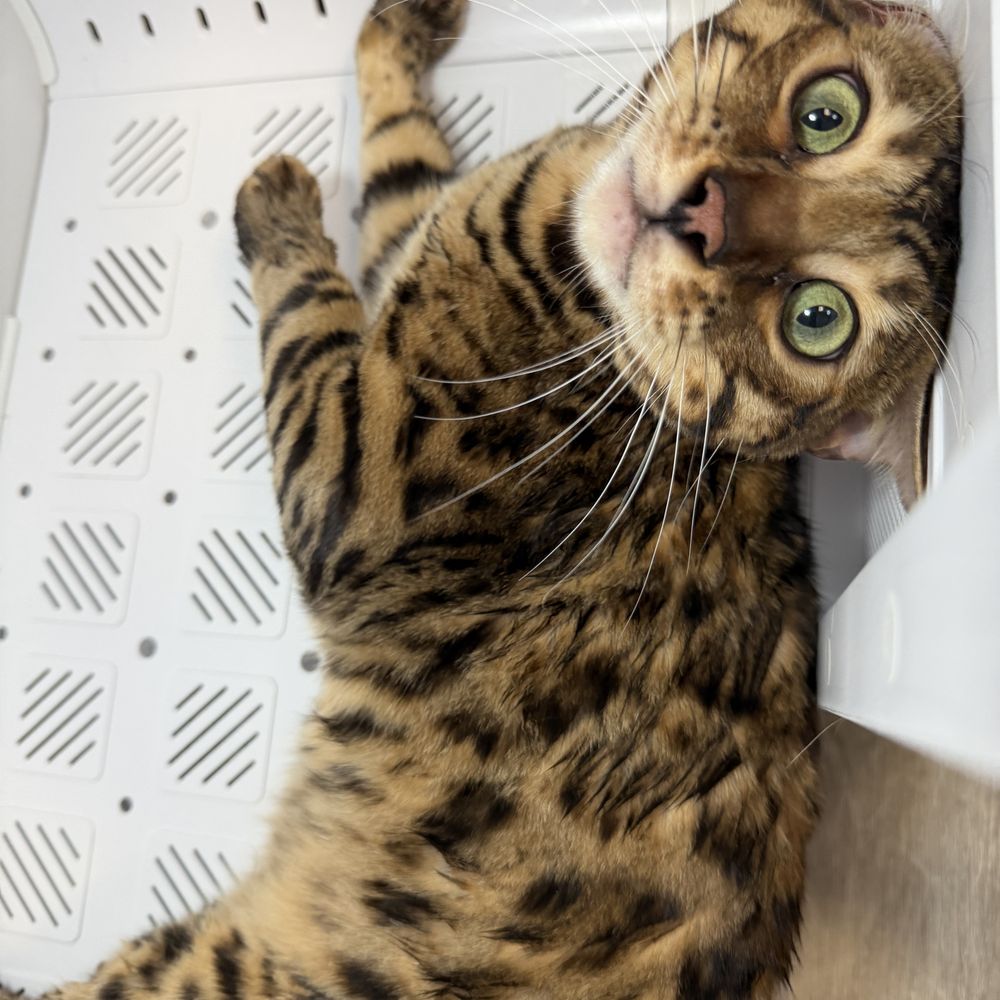 TOP 10 BEST Cat Hotel in San Diego, CA - Updated 2026 - Yelp