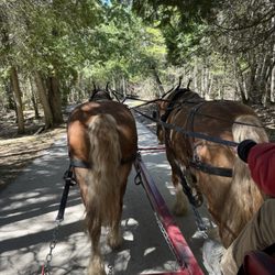 Mackinac Island Carriage Tours - Our sweet horses that gave us a gentle trip.