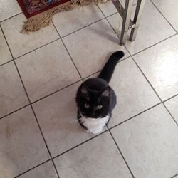 Mr Fashions - Friendly kitty